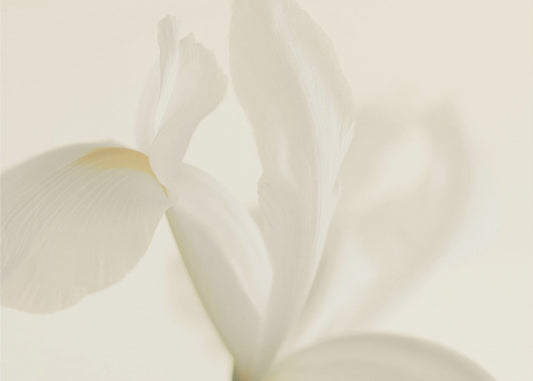 Valkoinen iiriksen kukka lähikuvassa | Valokuvatapetit