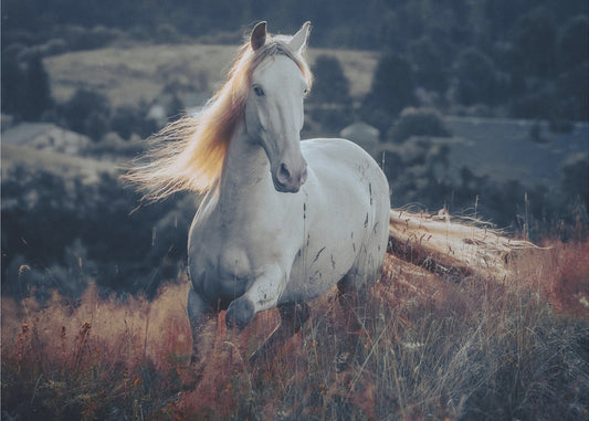 novelli auringonnoususta | Canvastaulut