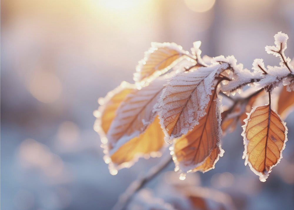 Winter Impressions No 10 | Wallpaper