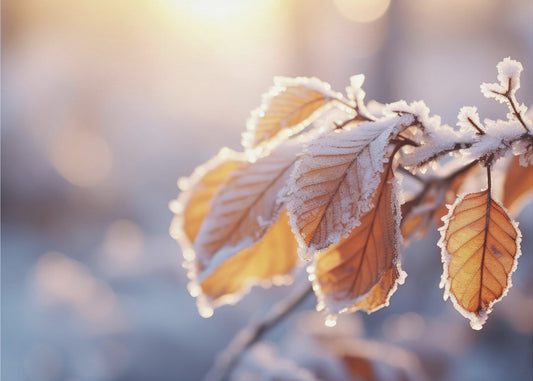 Winter Impressions No 10 | Wallpaper