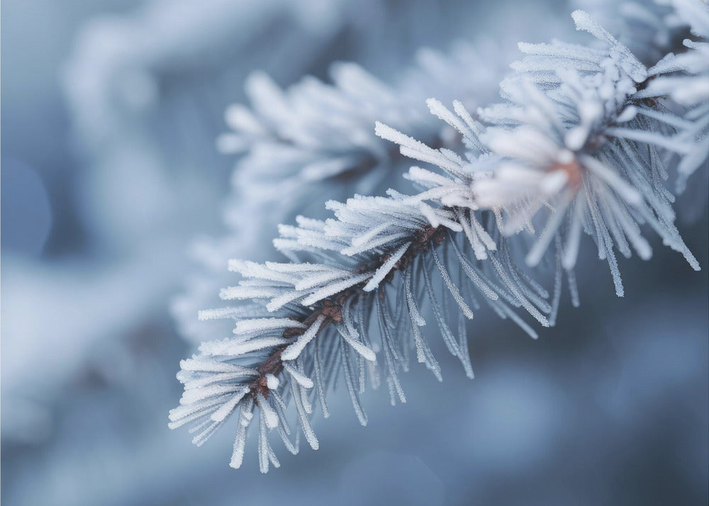 Winter Impressions No 8 | Wallpaper
