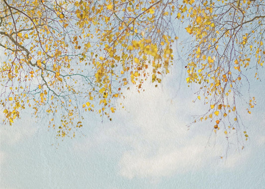 Hopeakoivun lehdet sinisellä taivaalla | Valokuvatapetit