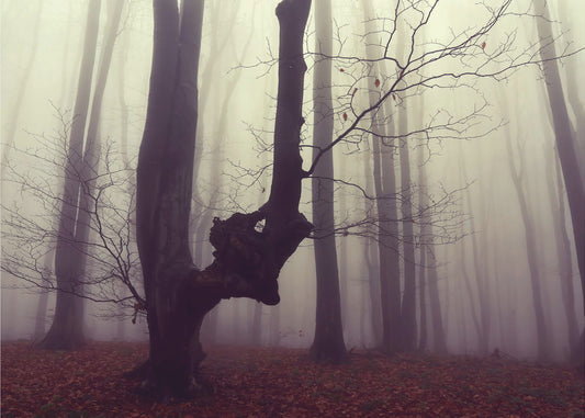 Il mostro | Carta da Parati Fotografica