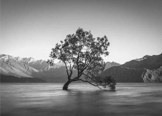 wanaka-puu | Valokuvatapetit