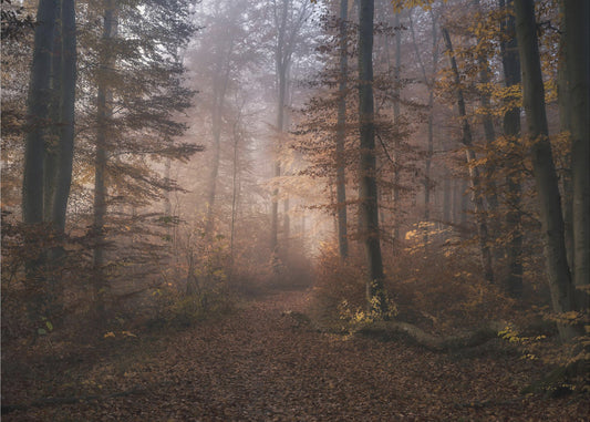 Sinfonia di novembre | Carta da Parati Fotografica