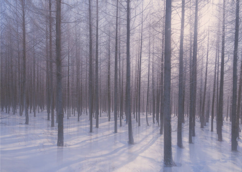 Wintersonne | Fototapeten