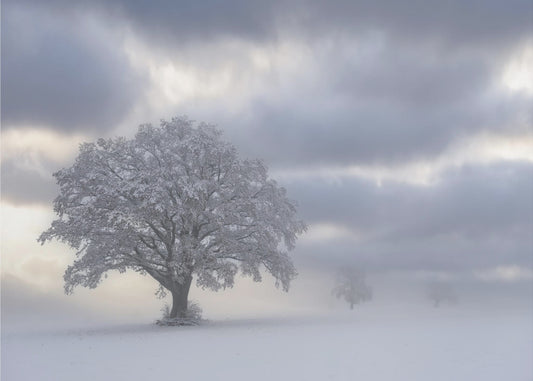 Kylmä aamu | Valokuvatapetit