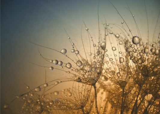 Yö on hellä | Julisteet - Taidevedokset