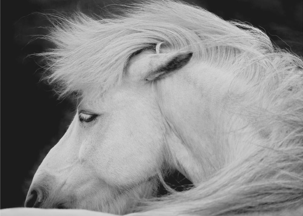 Höre dem Wind | Leinwand-Bilder