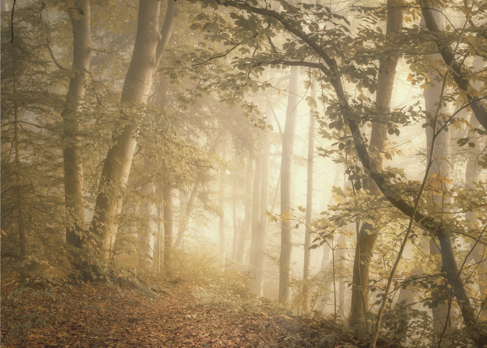 Waldlicht | Fototapeten