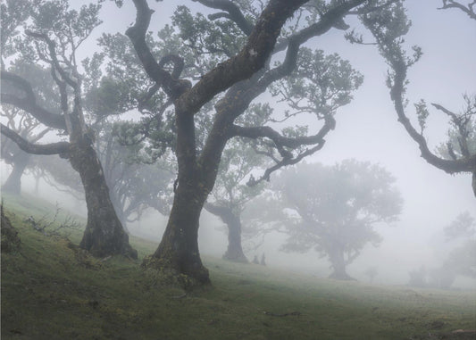 Nebbia mattutina | Carta da Parati Fotografica