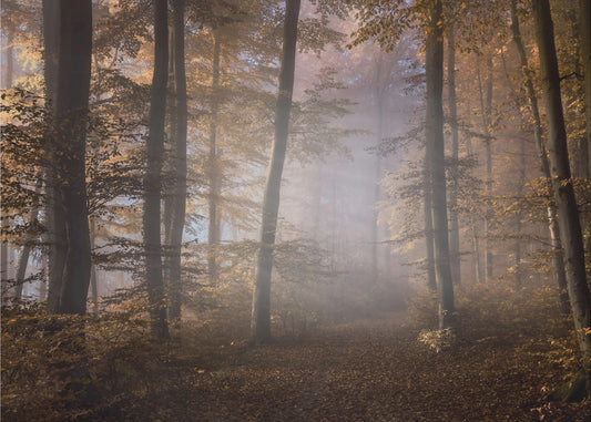 Verso la luce | Carta da Parati Fotografica