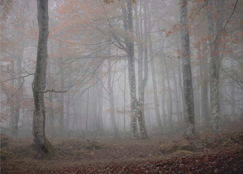 Nebbia e foresta | Carta da Parati Fotografica