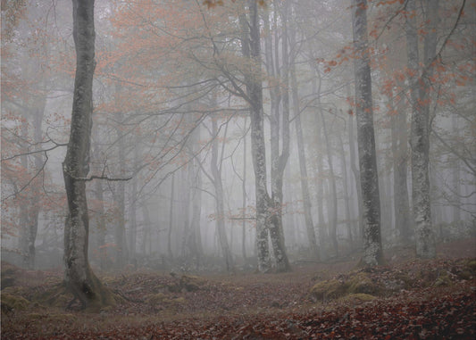 Nebbia e foresta | Carta da Parati Fotografica