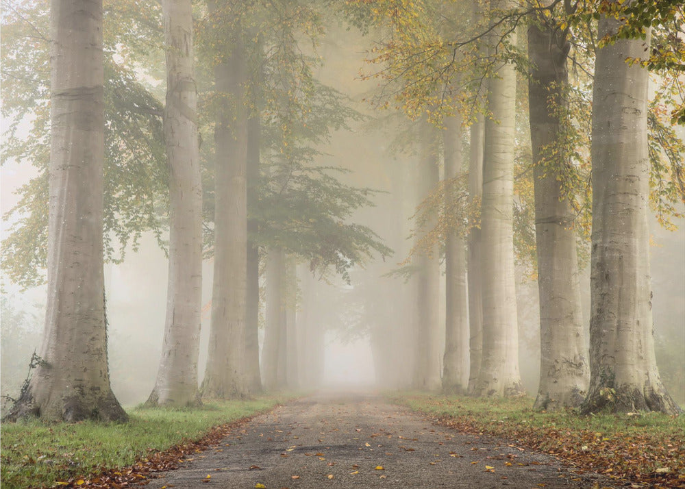 Beech trees in autumn fog | Wallpaper