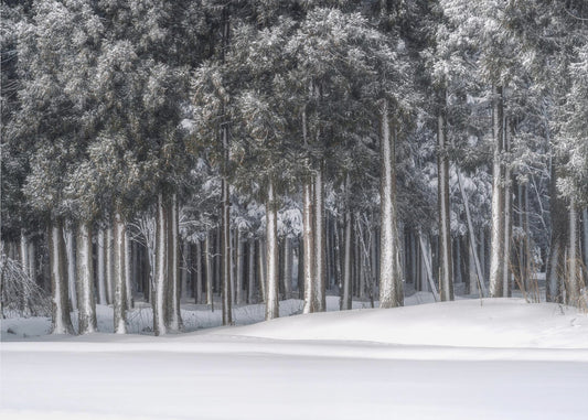 Un posto in un mondo d'argento | Carta da Parati Fotografica
