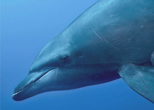 Portrait de Tursiop | Tableaux sur Toile