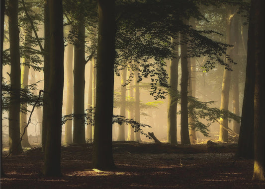 retroilluminazione | Carta da Parati Fotografica