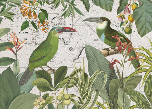 Papukaijat Nostalginen Matka 3 | Valokuvatapetit