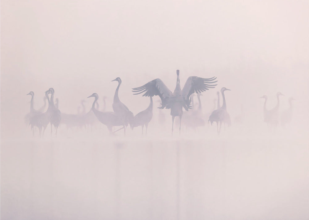 Kraniche im Morgennebel | Leinwand-Bilder