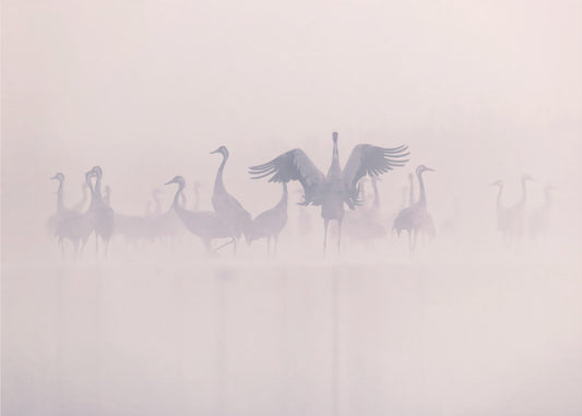 Grues cendrées dans la brume matinale | Tableaux sur Toile