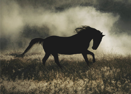 novelli aamunkoitosta | Canvastaulut