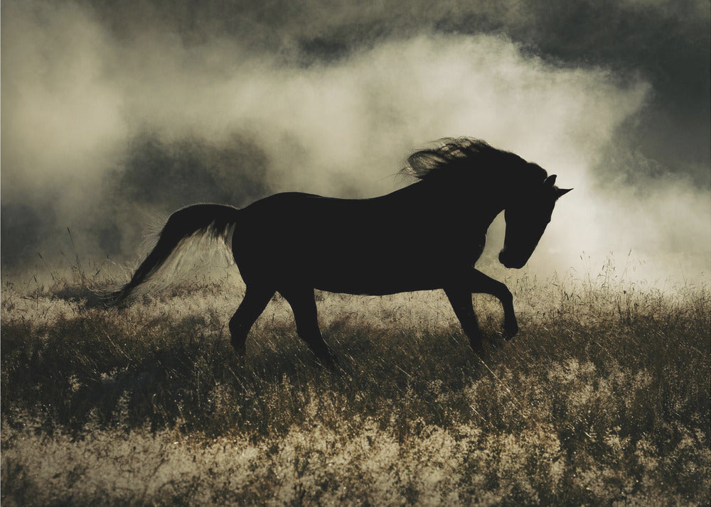 novelli aamunkoitosta | Canvastaulut