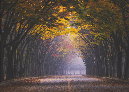 Autumn morning | Poster