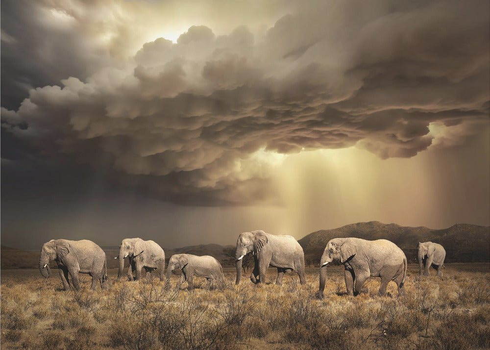 Elefantes libres | Impresiones en Lienzo