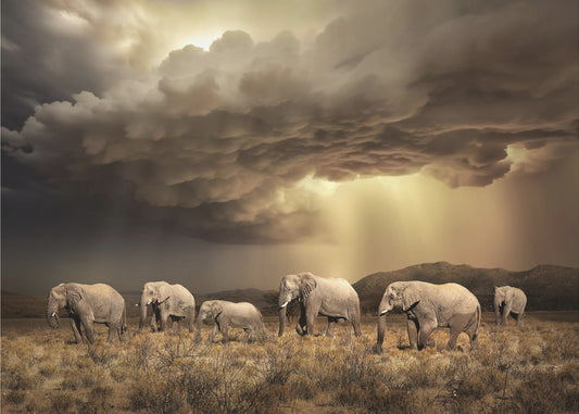 Éléphants Libres | Tableaux sur Toile