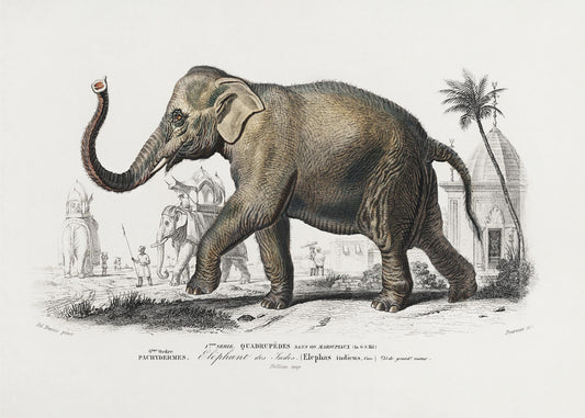 Asiatic Elephant | Poster