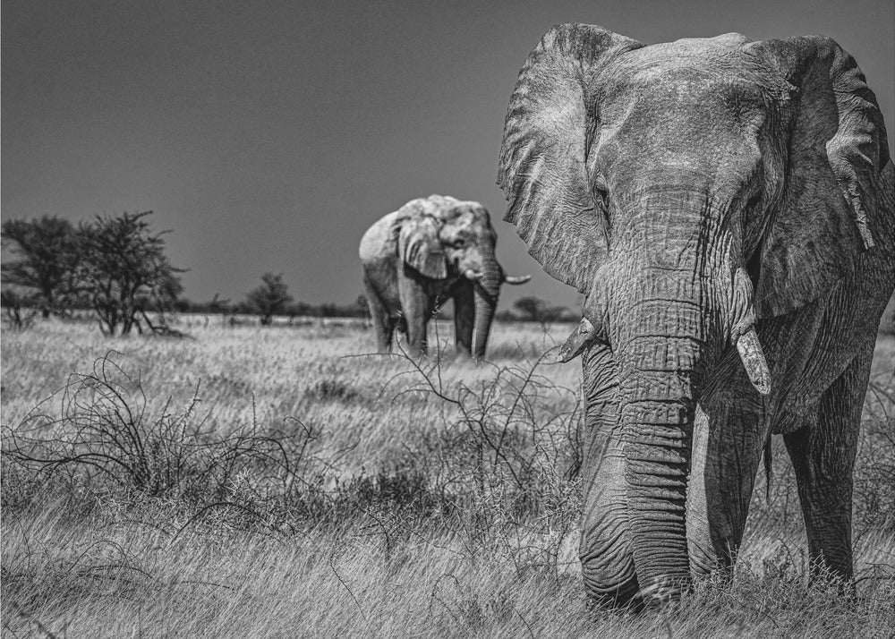 Elephant fields | Canvas