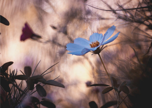 Välinpitämättömyys | Valokuvatapetit