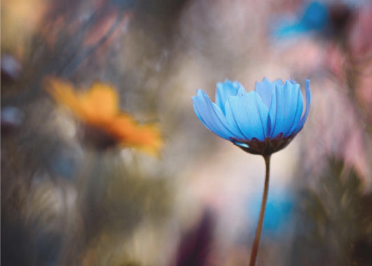 Haluatko tanssia kanssani? Valokuvatapetit