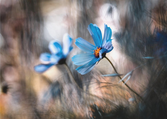 Me kaksi | Valokuvatapetit