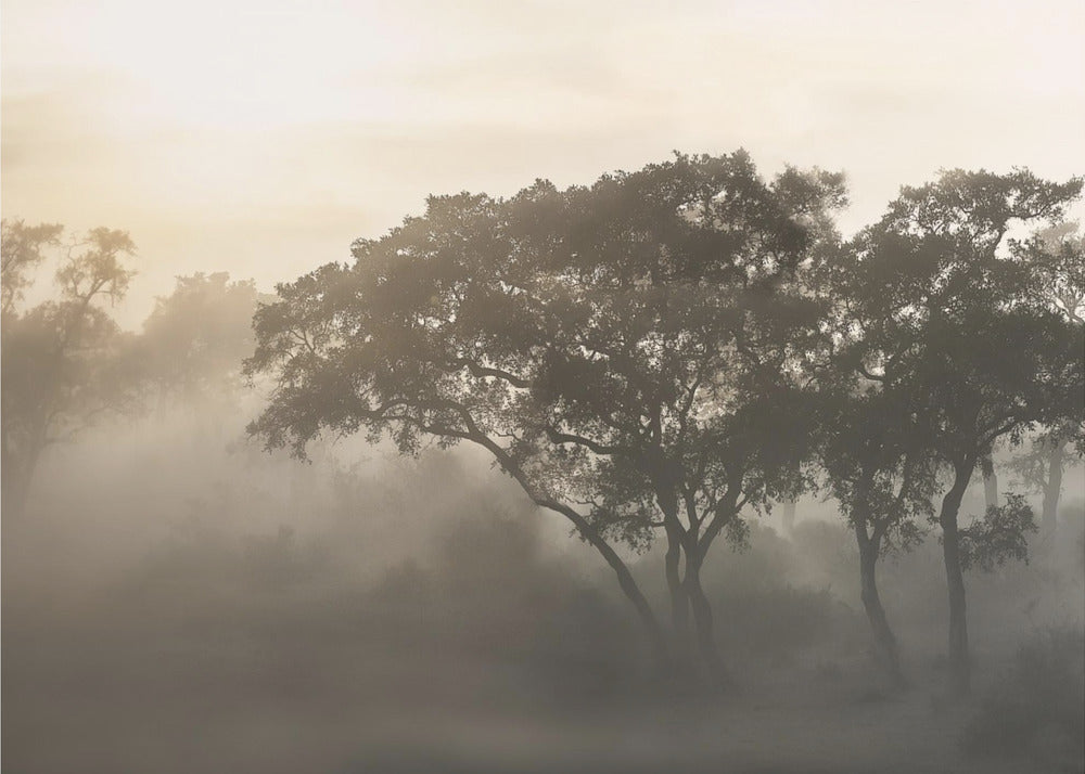 SAVANA SUNRISE | Wallpaper