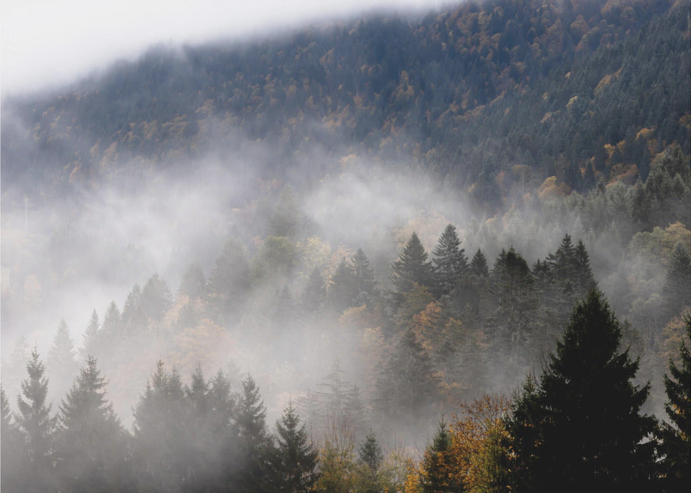 Sumuinen Metsä 9 | Valokuvatapetit