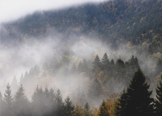 Sumuinen Metsä 9 | Valokuvatapetit