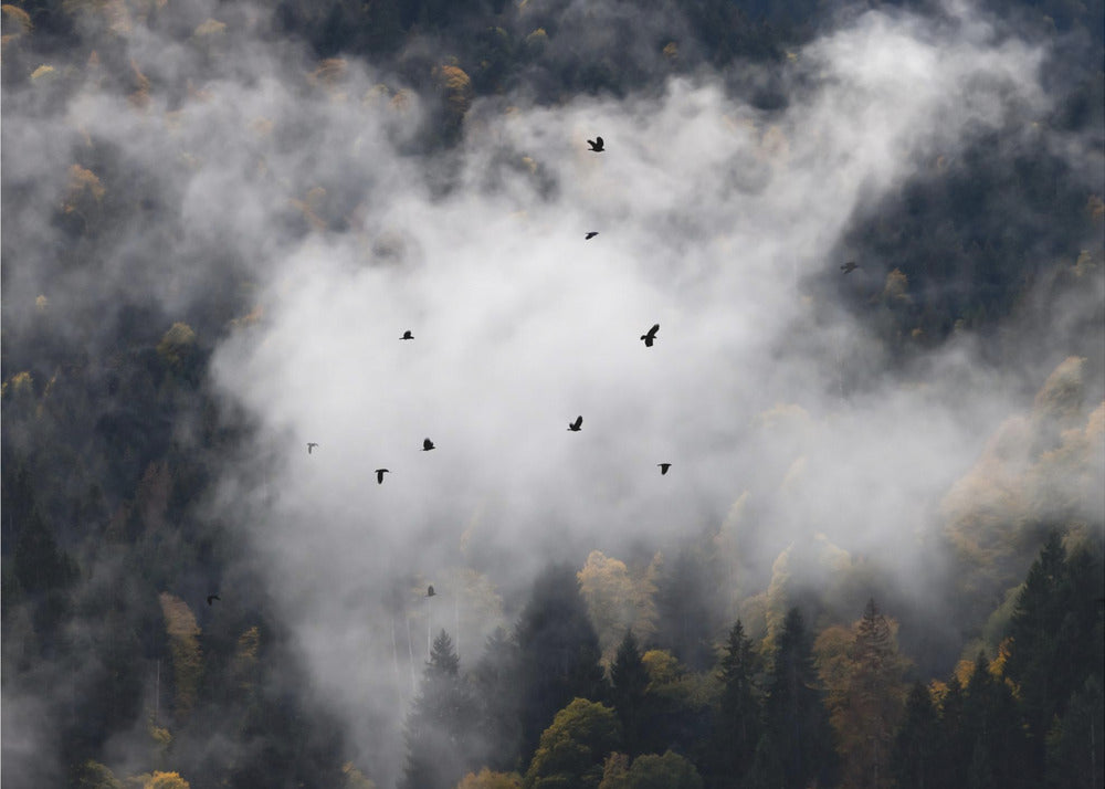 Sumuinen Metsä 8 | Valokuvatapetit