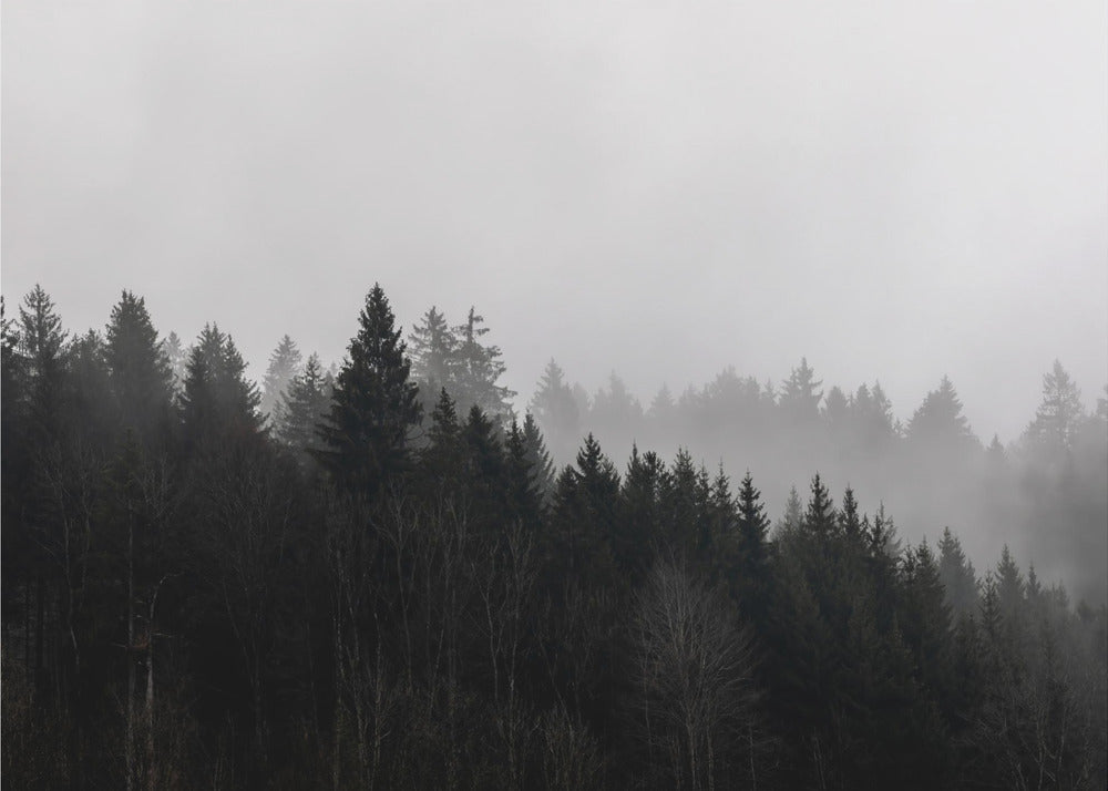 Foggy Woods 7 | Wallpaper