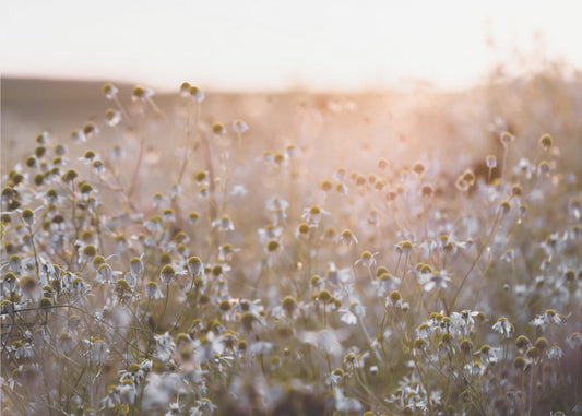 Mattina d'estate 7 | Carta da Parati Fotografica