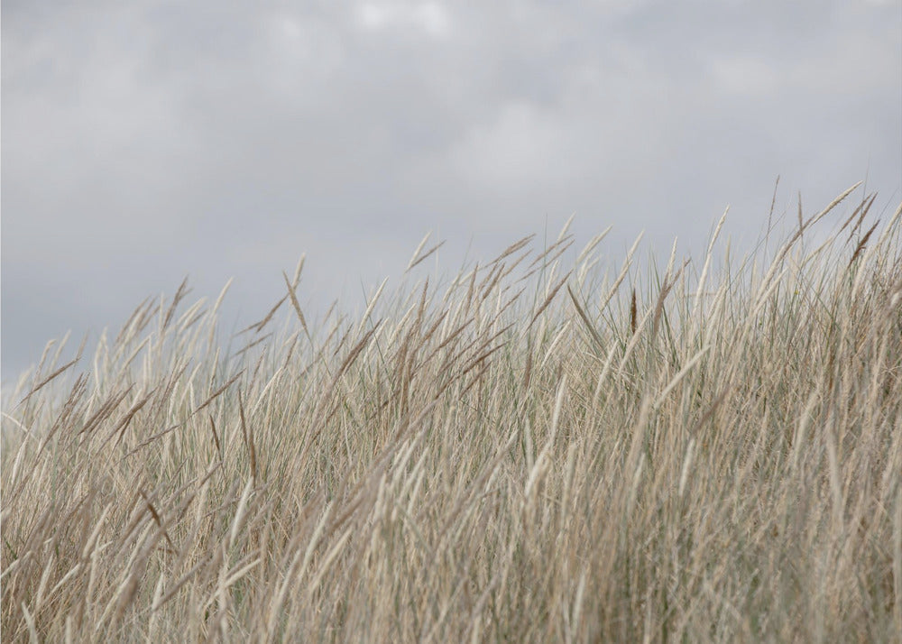 Dunes and Clouds | Wallpaper