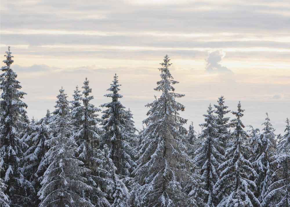 Lumen peittämät puut 8 | Valokuvatapetit