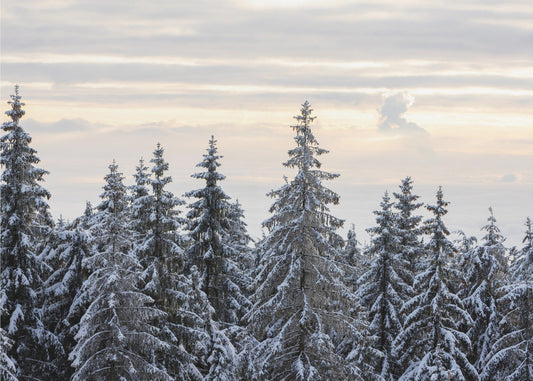 Lumen peittämät puut 8 | Valokuvatapetit
