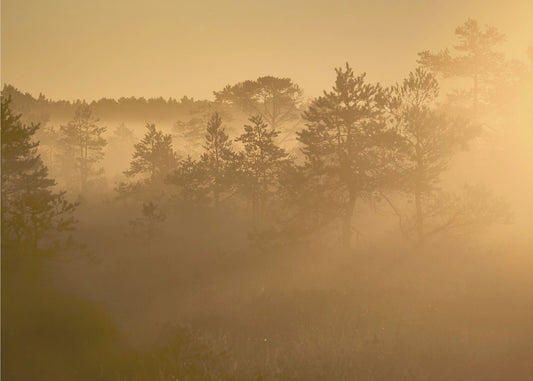 20220809 Dsf8002 1 | Canvastaulut