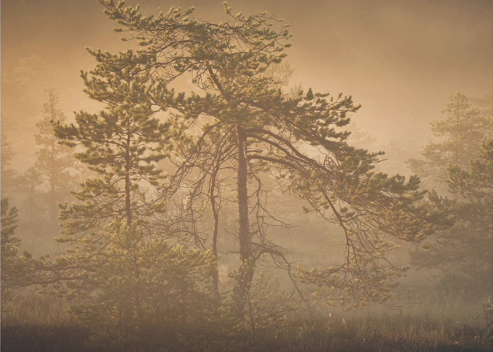 20220809 Dsf8003 1 | Canvastaulut