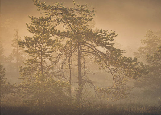 20220809 Dsf8003 1 | Canvastaulut