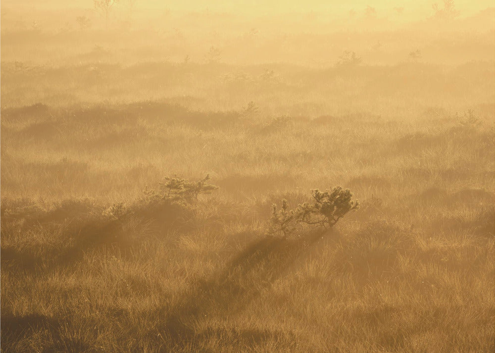 20220809 Dsf8027 1 | Canvastaulut