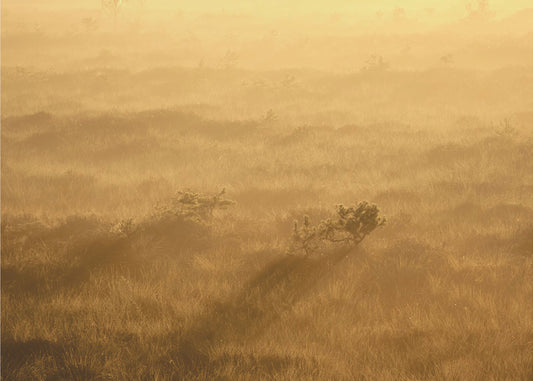 20220809 Dsf8027 1 | Canvastaulut