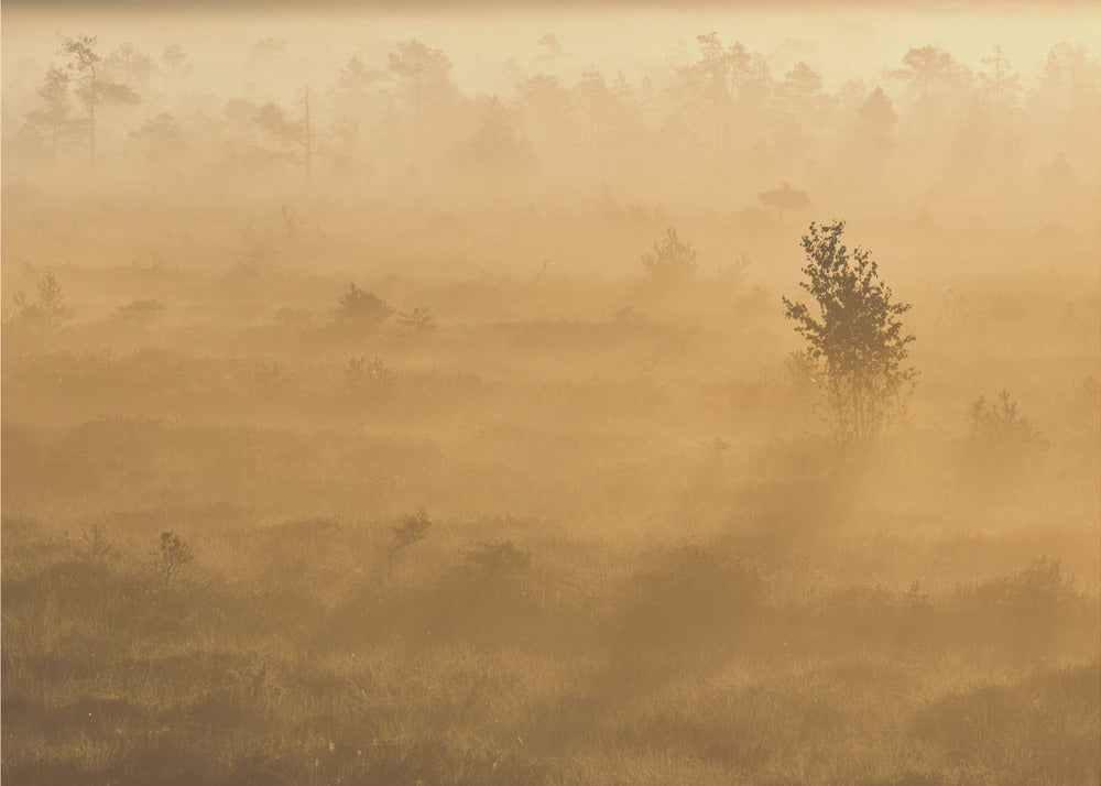 20220809 Dsf8029 2 | Canvastaulut